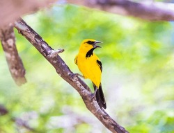 A Yellow Oriole perched on a tree in Northern Colombia