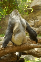 A giant gorilla sits on a fallen tree with its back to the camera. Silver back gorillas, predominantly herbivorous apes.