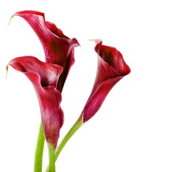 Beautiful pink calla lilies on white background 