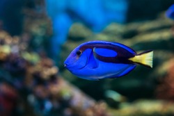 Royal blue regal tang fish swimming through colorful coral reef