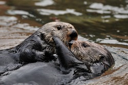 Two otters hugging and playing in water
