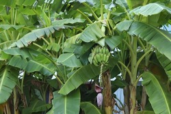 Banana tree with a bunch of growing bananas. Green bananas in the garden on the banana tree agriculture plantation. 