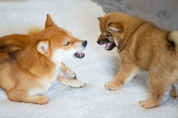 Pets are of the Shiba Inu breed. Mom dog with cute puppy son play and get angry. Japanese sobaa shiba inu. Bright Shiba Inu dog. The puppy plays with mom. Shiba inu dog angry