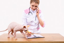 Pre-registration by phone. A female veterinarian in a white coat with a stethoscope makes a journal entry. Table and a bald sphinx cat on the table. White background.