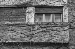 house covered with ivy. the climbing plant that covers an old house. photo in the cold season of the year.