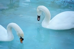 swan in captivity at a zoo. photo with blue background.