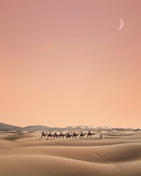 Group of camels crossing the dunes in Merzouga, Sahara desert