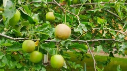 green apple on a tree branch in the garden, harvesting time