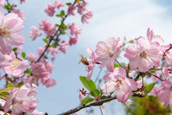 Spring, pink Crabapple blossom tree