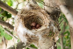 bird's Nest in the Woods on a Tree with Eggs