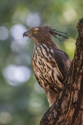 Vertical composition of Changeable Hawk-eagle looking sideways while perched on tree stump at Bandhavgarh National Park, Madhya Pradesh, India