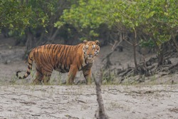 Injured dominant adult male Bengal tiger standing on the mudflat and looking back for prey at Sundarban Tiger  Reserve, West Bengal, India