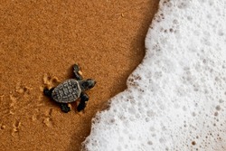 cute newborn baby sea turtle of the loggerhead (caretta caretta) specie on the sand at the beach leaves footprints walking to the sea after emerging leaving the nest at Bahia coast, Brazil, top view