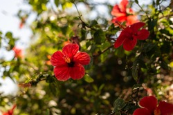 hibiscus flowers on a branch with leaves. red hibiscus flowers on a branch