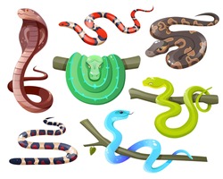 Snakes, wild tropical serpents isolated on white background. Cobra, california mountain kingsnake, green tree and ball python, trimeresurus salazar and insularis. Vector cartoon set of exotic reptiles