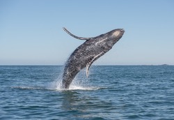 A whale breaches in the pacific ocean