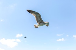 seagull flying in the blue and cloudy sky