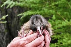Cute New Zealand Kiwi bird chick