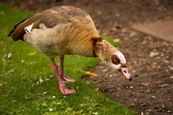 Beautiful egyptian goose, duck, portrait in the London park, amazing focused wild animal