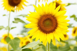 Sunflower on field