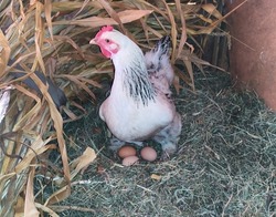 
Animal husbandry or livestock for agriculture. The hen is hatching the egg in the coop. Wooden chicken house equipped with hay.