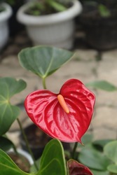 PHOTOS OF RED FLOWER ANTHURIUM ANTHURIUM PLANT, THIS PHOTO IS USEFUL FOR PLANT,FLORA BLOG AND ALSO FLORA WEBSITE, FLORA PHOTOGRAPHY