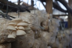 oyster mushroom photo, this photo is useful for flora website and flora blog, flora photography
