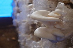 photo of oyster mushrooms in cultivation, this photo is useful for flora websites and flora blogs, flora photography
