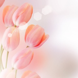 Close-up of tulip  flower