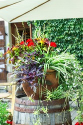 Big ceramic vase with growing various plants. Mixed potted flowers on town street. Coleus, Chlorophytum, Ipomoea batatas, white Scaevolas aemula, red Geranium flower in large pot