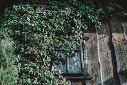 Old wooden window in abandoned house almost overgrown by climbing ivy. Rural wood facade and grow creeper plant, bird home. Vines growth on vintage wall closeup in ghost town. Mystery dark hut detail