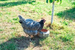 A gray hen drinks water from an old kettle in the garden. Farm poultry