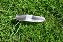 Close-up of a bird feather that is lying on the ground in the grass 