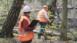 Woman and man ecologists in workwear and helmets, from environmental protection, document illegal logging and issue a fine. The concept of unauthorized deforestation