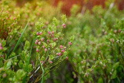 Blueberry, Latin: Vaccinium myrtillus, growing wild in the forest, during flowering, covered with lots of tiny flowers. Flowers of forest berry in a sunny spring day. Medical plant
