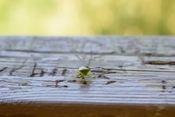 A small green insect on the background of a wooden railing. Selective focus on a bright green insect. A green tiny insect that lives in the forest. Wooden railing with a small green worm.