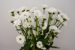 marguerite (leucanthemum vulgare), White flowers bouquet. White flowers on the grey white background. Flowers with green leaves. Postard. Space for copy.