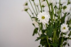 marguerite (leucanthemum vulgare), White flowers bouquet. White flowers on the grey white background. Flowers with green leaves. Postard. Space for copy.