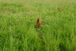 Free-range hens. Brown laying hens in the  grass. ecological breeding of poultry and chickens. Chicken on traditional rural barnyard. Hens on farmyard in eco farm. Free range poultry farming concept.