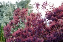 Smoke bush, Cotinus coggygria, is a deciduous shrub that's also commonly known as royal purple smoke bush, smoke tree and purple smoke tree, rhus cotinus, dyer's sumach. Natural red leaves. Background