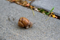 edible grapevine snail on stone surface. Helix pomatia was crawling on a stone wall. Grapevine snail on a gray curb. Snail with a shell on a concrete road. Large grapevine snail in nature. 