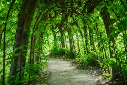Tunnel made by leaves. Tunnel made of plants. Beautiful row of plants in the garden. Natural park tunnel made of green plants and metal. Magnificent tunnel and walking way made of gravel road.