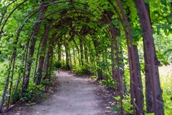 Natural park tunnel made of green plants and metal. Magnificent tunnel and walking way. Green tunnel passage made of overgrown plants and green leaves. Arched hedge made from pergola in a garden.
