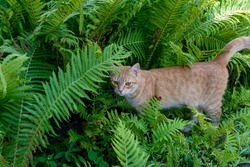 A ginger, tabby cat rummages around in ferns. Cat and fern. Domestic puss walking alone in the yard. A homeless cat is looking for food. The wild cat hunts birds. Kitten in the garden. Nice kitty.