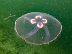 A Moon jellyfish or Aurelia aurita with yellow and green seaweed in the background. Picture from Oresund, Malmo Sweden. Cold green water 