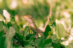 close up Tropical oriental garden lizard close-up on a blurred background, eastern garden lizard,  changeable lizard Calotes versicolor, reptile, zoology  on grass for sunbathing in the morning