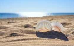 Two large white seashells on the beach on a sunny day. Selective focus on the near seashell, the background is blurred.