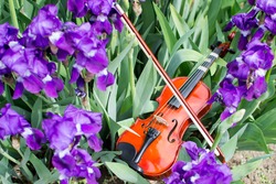 Musical instrument on a background of purple flowers. Music of spring. Violin and irises.