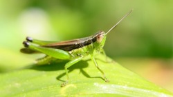 a green grasshopper with a brown line on its back sitting on a leaf in the garden on a sunny day