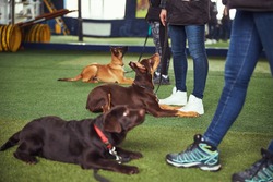 Canines being trained by experienced dog handlers